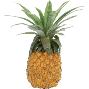 Medium Queen Pineapple Half