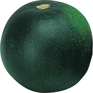 Gem Squash