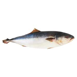 Frozen Whole Yellowtail Per kg